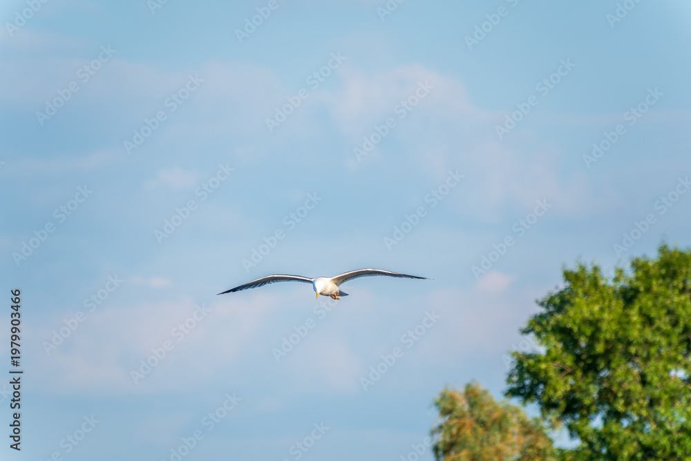 Fototapeta premium Beautiful Black Headed Gull, in elegant flight over blue water