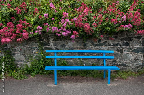 Vászonkép The red valerian wall flowers and bench