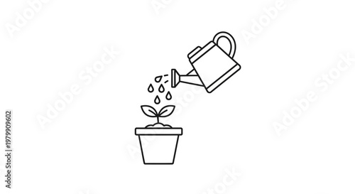 Watering a small green plant.