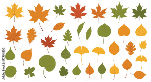 Extensive set of colorful autumn leaves in different shapes and species for nature and seasonal design elements.