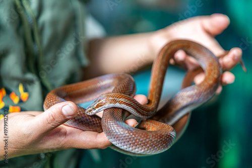 Brown pet snake held by hands, reptile closeup, smooth scales, nonvenomous species, exotic domestic animal, care and interaction concept