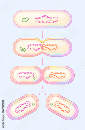 Photos bacterial cell division binary fission diagram, simple microbiology illustration