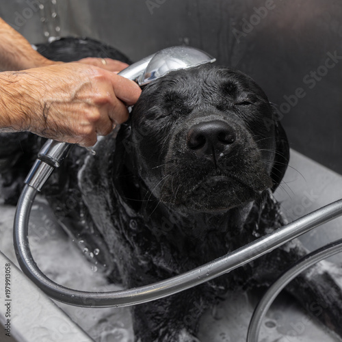 Bild auf Leinwand Handheld shower rinses head of black labrador in self service dog wash tub, the