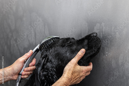 losed eyes and raised muzzle of wet black labrador during careful bathing, close side view of owner hands supporting face while shower sprayer washes back of head in stainless grooming station