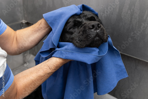 Blue towel around the face of black labrador in dog wash tub, close view of the owner cradling the wet head as relaxed dog keeps its eyes closed and enjoys soothing drying