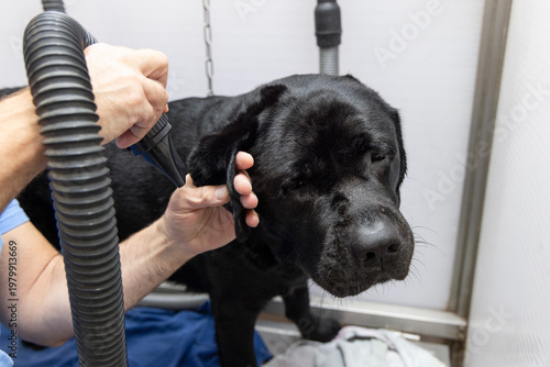 Warm air drying for black labrador in self service dog wash bay, owner lifts ear and aims pet dryer nozzle at damp coat while calm dog stands patiently during post bath grooming