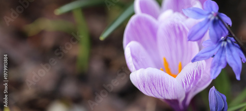 Spring crocus banner, purple flowers, soft natural light, floral background with copy space, garden bloom, seasonal spring background, botanical banner for design, header, template, elegant nature