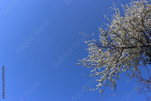 Common Hawthorn tree in bloom in springtime. White flowers on branch on blue sky background. Crataegus 
