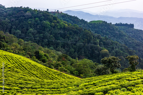 Tea plantation on green hills near forested mountains