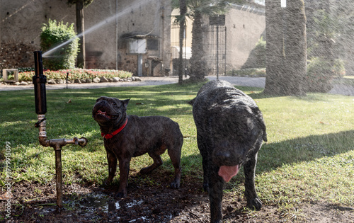 Blue French Bulldog and black Labrador playing under garden sprinkler, joyful dogs stand in cool water on sunny grass with wet fur sparkling in spray while shady park setting and summer heat shape
