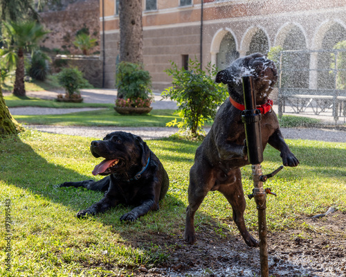 Black Labrador lounging on lawn while blue French Bulldog jumps into water jet, sparkling droplets backlight scene and highlight soaked fur happy panting and lively pet play in a shaded garden