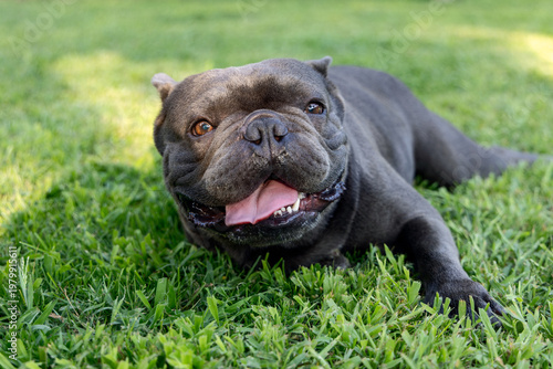 Smiling blue French bulldog stretched across fresh grass, cheerful canine portrait showing an expressive face compact body glossy fur open mouth and friendly backyard companionship during