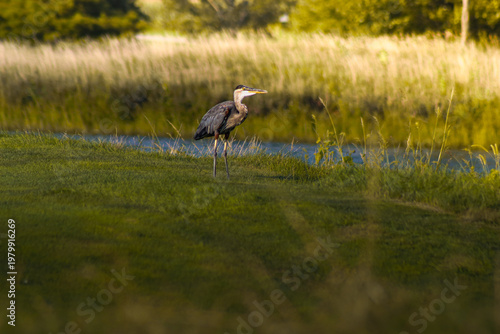 Fotografie Great blue heron in short grass