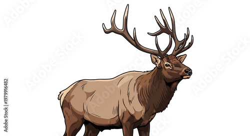 Majestic Elk With Large Antlers Standing Isolated on White Background