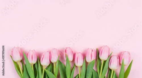 A delicate arrangement of pink tulips against a soft pink background