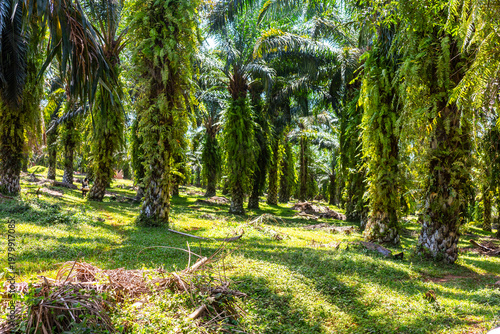 Oil palm plantation with fern-covered trunks near Kampala