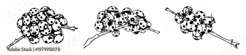 Ladybug set with hand‑drawn line art depiction of ladybugs clinging to a twig featuring ladybugs, twig, line art with illustration and vector