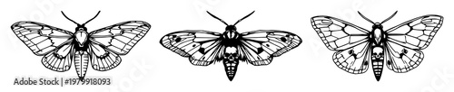 Death's-head hawkmoth set with hand-drawn line art featuring skull pattern, insect illustration with moth and entomology and symbolism and horror