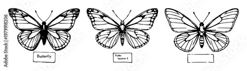Butterfly specimen set with rough sketchy line art pinned illustration featuring insect anatomy, natural history, entomology with label and mounting