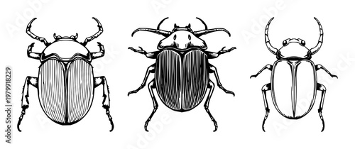 Hercules beetle set with sketchy hand-drawn line art featuring insect, bug, beetle with anatomy and strong pincers