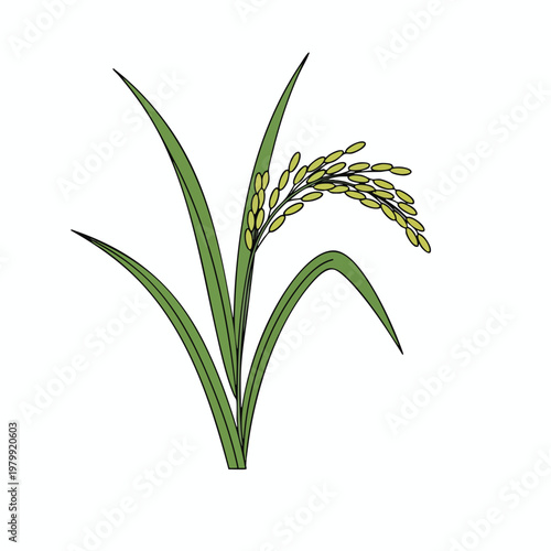 Close up of a Healthy Rice Plant with Green Leaves and Grain Head