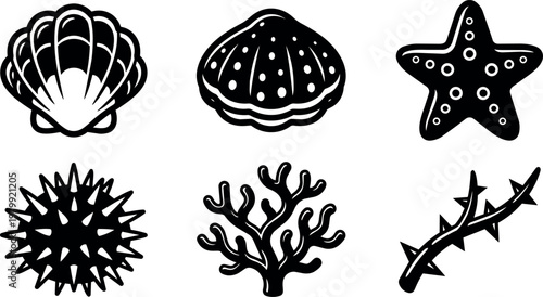 Shell sea urchin starfish coral and thorny branch