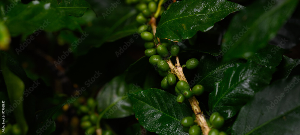 Fototapeta premium Coffee beans borne on trees in farms and gardens, raw coffee beans in the growing season and drops of water in the morning. 