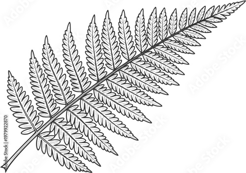 Black and white illustration of a fern leaf showing detailed fronds and pinnules, perfect for nature and botanical art