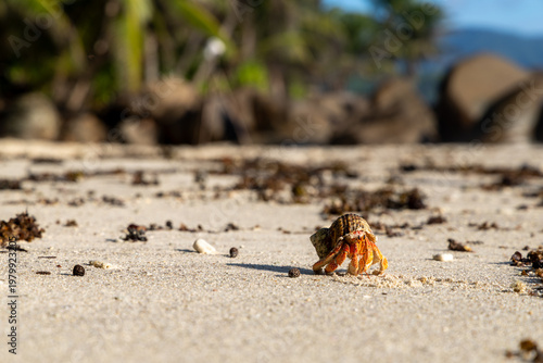 Photos Lonely hermit crab on a paradise beach on the Seychelles after sunrise