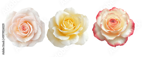 Three delicate roses soft white, pale yellow and pink edged shown  on a white background, highlighting layered petals, romantic mood and botanical detail for greeting cards and design projects.