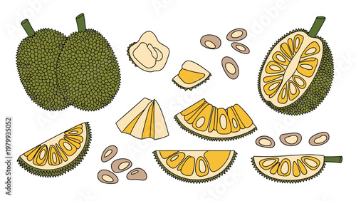 Detailed botanical illustration set of fresh green jackfruit shown whole, sliced in halves and quarters with individual seeds on a plain background.