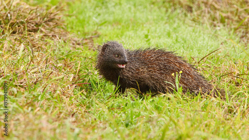 ichneumon, Herpestes ichneumon, sitting in the grass, close 608