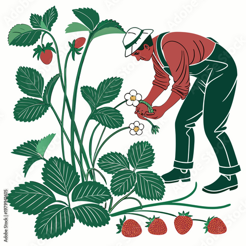 Man in overalls picking strawberries from a plant with green leaves and ripe red fruit