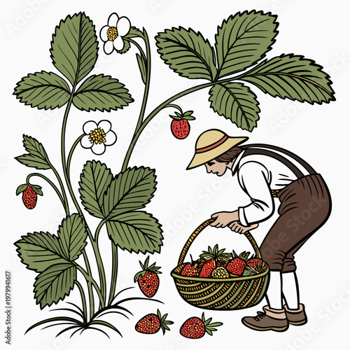A man in a hat picking strawberries from a plant into a basket outdoors