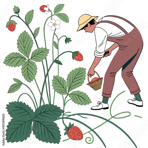 Man in overalls picking strawberries from a plant with green leaves and ripe red fruit