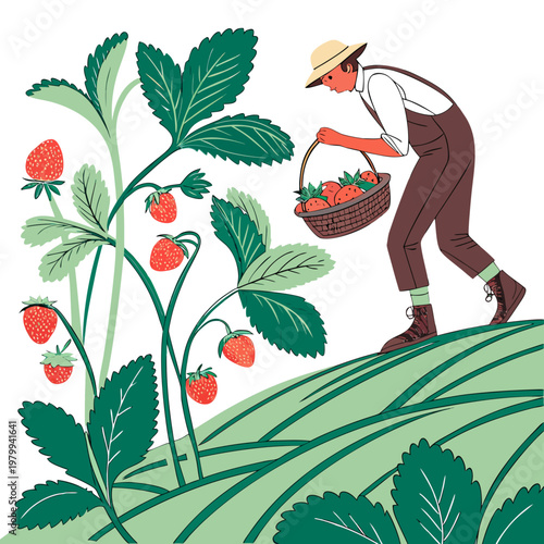 Man in brown overalls picking strawberries from a lush green plant with a basket