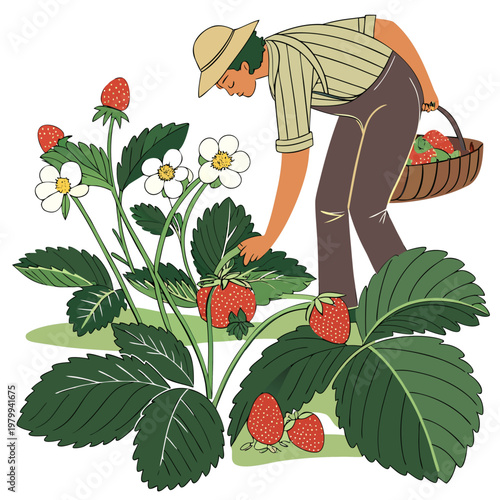 Man in a hat picking strawberries from a plant with a basket