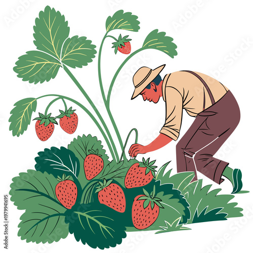 Man in hat picking strawberries from a lush green plant with large leaves and ripe fruit