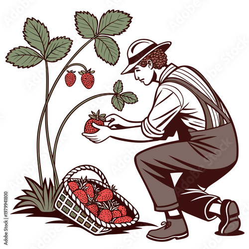 Man in overalls picking strawberries from a plant with a basket full of strawberries