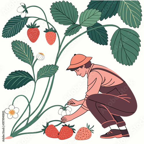 A man in a hat crouches down to inspect a strawberry plant with green leaves and ripe red strawberries