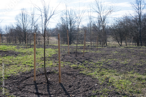 Konstfotografi Early spring orchard establishment showing young saplings with support systems