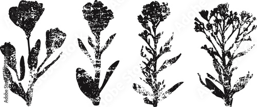 Black and white vintage botanical illustrations of flowering plants with leaves and stems