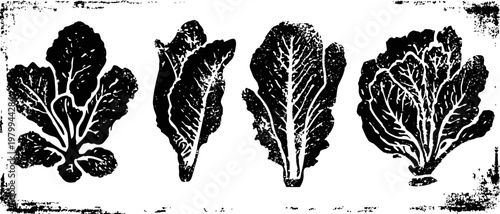 four distinct lettuce leaves illustration in black and white vintage with textured background