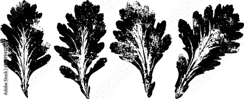 hand drawn lettuce leaves set botanical illustration with rustic texture fresh salad greens collection