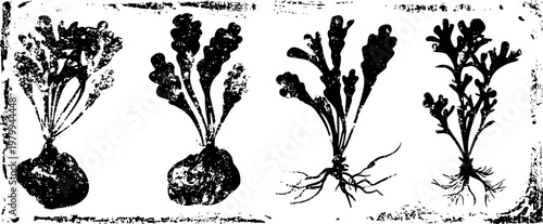 Illustration of root vegetables with leafy tops, showing different growth stages and root structures
