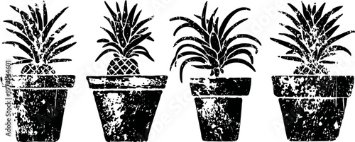 Four potted succulent plants lined up in a row, textured black and white ink illustration