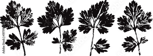 black silhouette parsley leaves set herbal seasoning icon collection with various leaf shapes in simple design