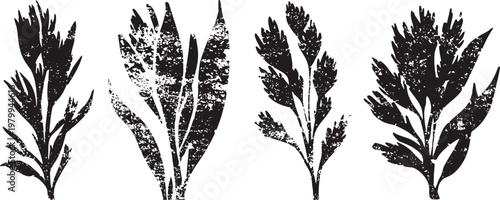 set of four vintage herb illustrations with textured leaves and stems in black silhouette