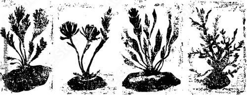 various seaweed types arranged underwater on rocks marine algae biodiversity and ocean plants