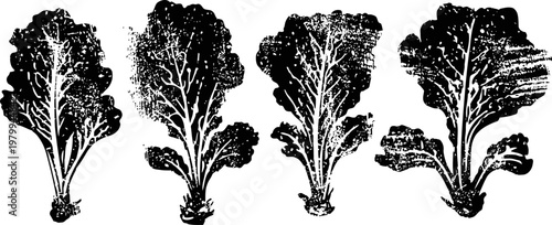 Four different varieties of fresh green lettuce leaves isolated on white background